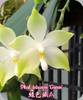 Phal. tetraspis Green